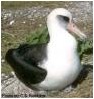 Layson albatross