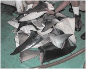 Pile of removed shark fins