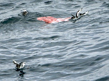 news_090205_1_1_Death_in_the_Ross_Sea