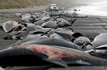 news_090304_2_3_Notes_from_the_Tasmania_whale_stranding