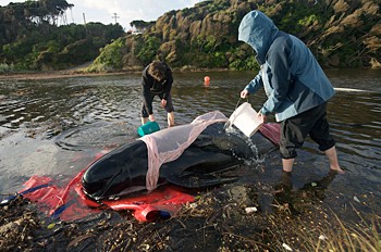news_090304_2_4_Notes_from_the_Tasmania_whale_stranding