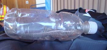 Lava Lizard Smuggled in Plastic Bottle