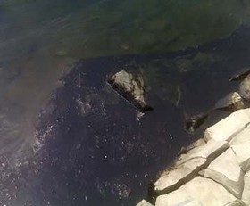 Oil Spill Assaults Kahnawakes Shoreline