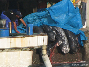 whales dragged into the butcher house