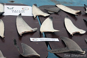 confiscated shark fins