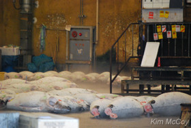 dead tuna at Tsukiji fish market 