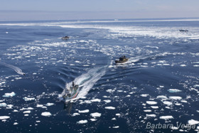 Japanese whaling fleet on the run from Sea Shepherd
