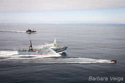 Sea Shepherd’s Delta team races to escape the quickly pursuing Yushin Maru No. 3 with the Bob Barker serving as a safety back-up