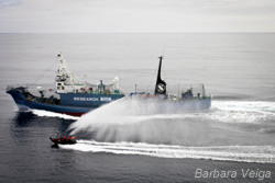Sea Shepherd’s Delta team attempts to outrun the fierce spray from the Yushin Maru No. 3’s water cannons to ensure safety for their crew