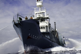 The Yushin Maru No. 3 approaching the stern of the Gojira. Photo: Simon Ager
