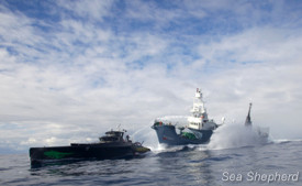 The Yushin Maru No. 3 seen deliberately turning into the Gojira. Photo: Gary Stokes