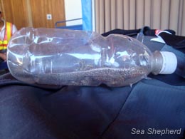 Smuggling attempt - lava lizard in a water bottle