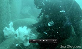 Sea_shepherd_investigates_whale_graveyard