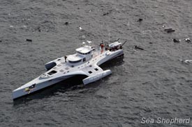 The Brigitte Bardot vessel surrounded by pilot whales.