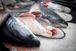 Dead Sharks from a Shark Finning Bust. Photo: Tim Watters