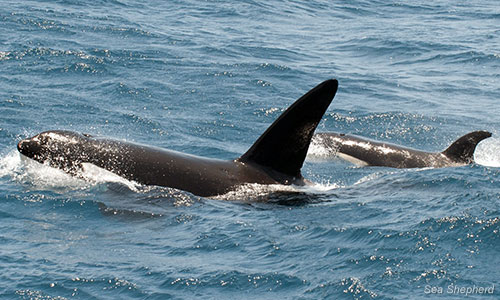 Orcas near San Juan