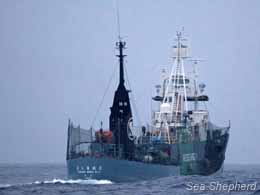 The Yushin Maru #3 as seen from the Sea Shepherd small boat crew. Photo: Carolina A. Castro