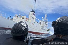 Sea Shepherd small boat crew approaches the Shonan Maru #2