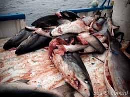 Dead sharks. Photo: Tim Watters