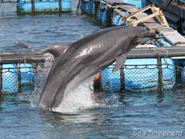 Emaciated dolphin in captivity