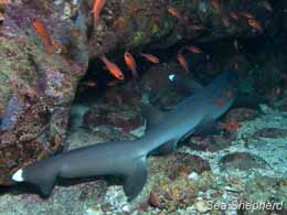 Shark resting in a reef in Galapagos National Park. Photo: Tim Watters