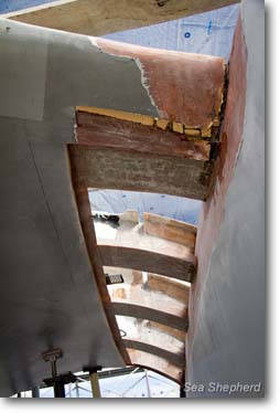 February 16, 2012:  Underside of damaged wing cut-away.  -  photo: Simon Ager
