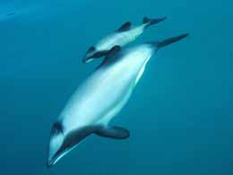Maui's Dolphin mother and calf. Photo: Steve Dawson