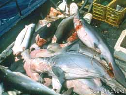 Dead sharks from an illegal shark finning operation