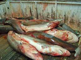 Finned sharks from an illegal fishing operation. Photo: Mavis Bullard