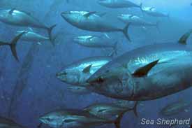 Bluefin Tuna inside a Mediterranean net pen. Photo: Gary Stokes