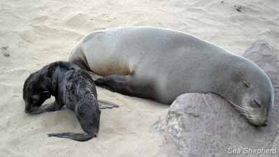 Cape Fur Seals