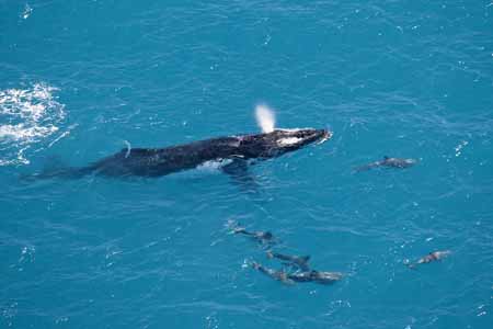 An adult Humpback whale swims with a small pod of dolphins in the whale nursery waters. Photo: Bronte Turner for the Bob Brown Foundation