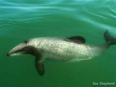 Hector's dolphin