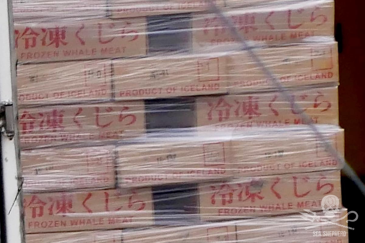 Boxes of frozen whale meat labelled in English and Japanese - Sea Shepherd UK (2018)