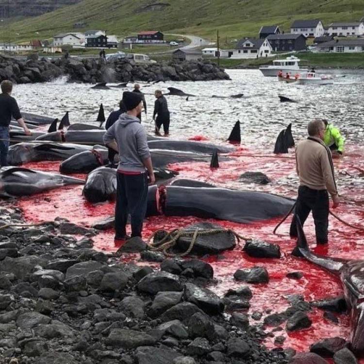 Murder Most Foul in the Faroe Islands