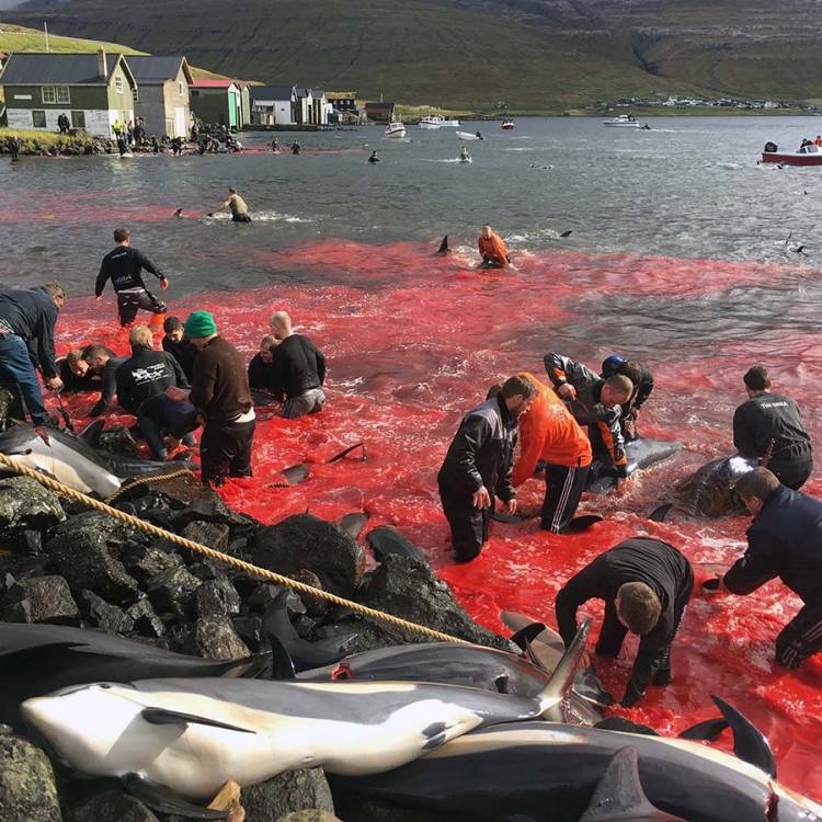 Sea Shepherd launches ‘Operation Bloody Fjords 2021’ against the grindadrap hunts of the Faroe Islands 