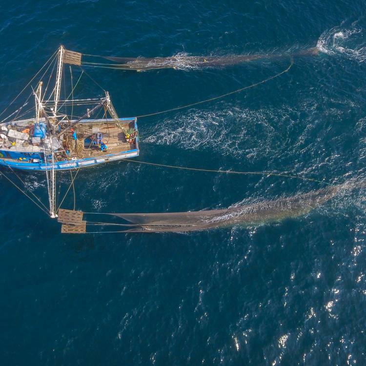 Illegal Fishing Vessels Intercepted as Peruvian Prosecutors Sail on Sea Shepherd Ship