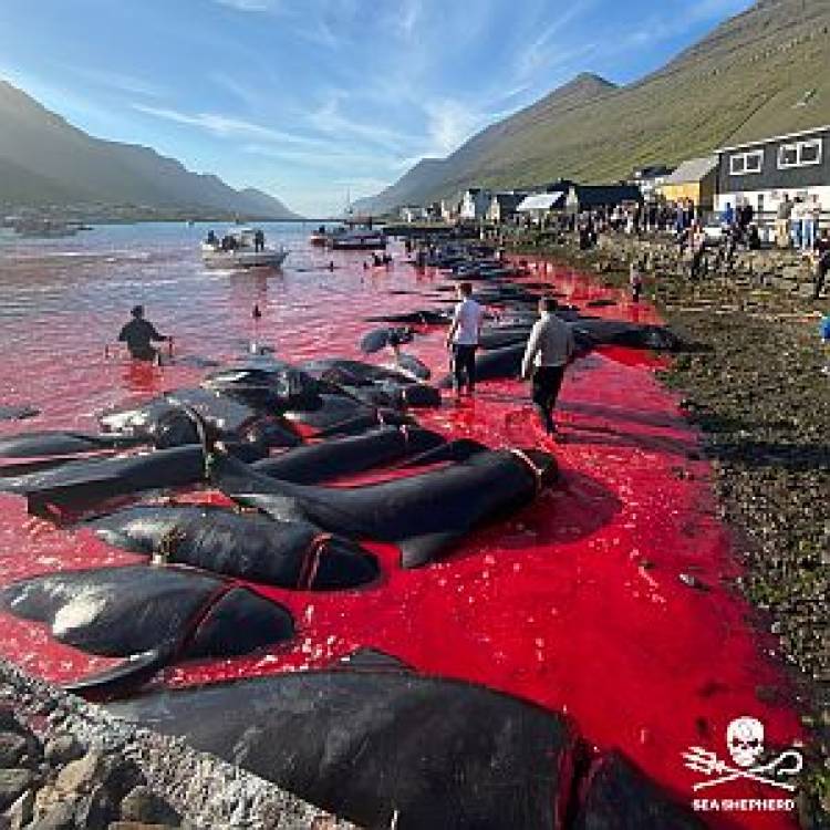Sea Shepherd announces our 14th campaign against the pilot whale and dolphin hunts of the Faroe Islands 