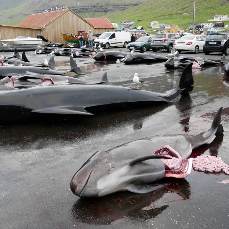 Let's talk about the hunted pods and the number of slaughtered pilot whales in the Faroese statistics